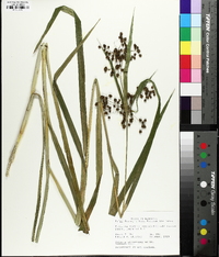 Scirpus georgianus image