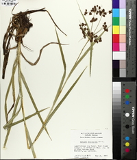 Scirpus georgianus image