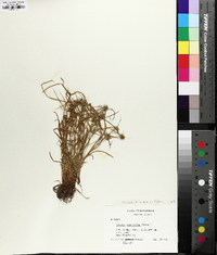 Cyperus hortensis image