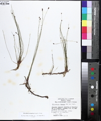 Eleocharis tenuis image