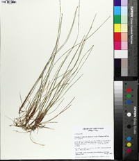 Eleocharis wolfii image