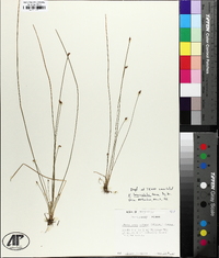 Eleocharis lanceolata image