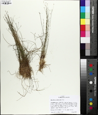 Eleocharis microcarpa image