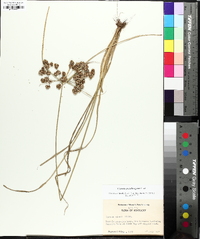 Cyperus pseudovegetus image