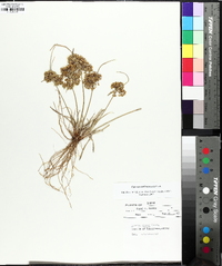 Cyperus surinamensis image