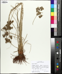 Cyperus elegans image