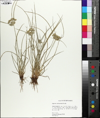 Cyperus surinamensis image