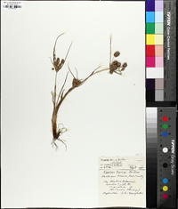 Cyperus retrorsus image