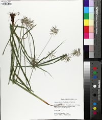 Cyperus refractus image