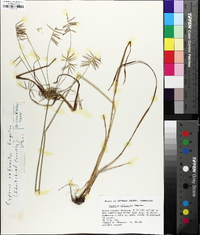 Cyperus refractus image