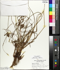 Cyperus retrofractus image