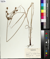 Cyperus retrorsus image