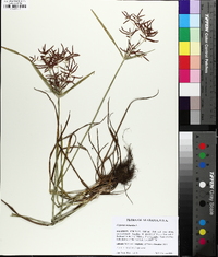 Cyperus rotundus image