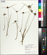 Cyperus sanguinolentus image