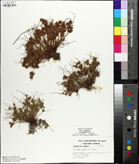 Cyperus squarrosus image