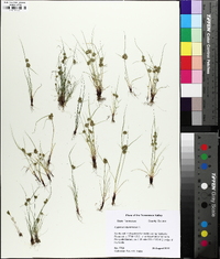 Cyperus squarrosus image