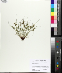 Cyperus squarrosus image