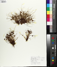 Cyperus squarrosus image