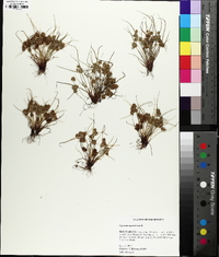 Cyperus squarrosus image