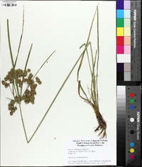 Cyperus pseudovegetus image