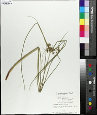 Cyperus pseudovegetus image