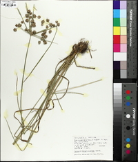 Cyperus pseudovegetus image