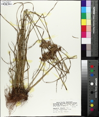 Cyperus pseudovegetus image