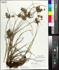 Cyperus lancastriensis image