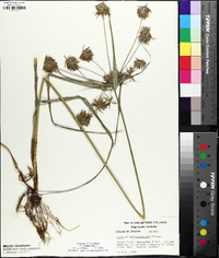 Cyperus lancastriensis image