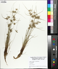 Cyperus flavescens image