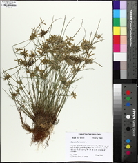 Cyperus flavescens image