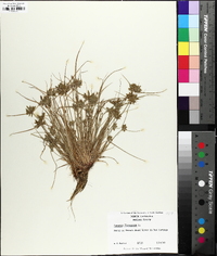 Cyperus flavescens image