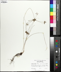 Cyperus grayi image