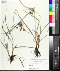 Cyperus echinatus image