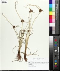 Cyperus difformis image