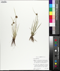 Cyperus difformis image