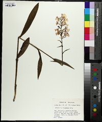 Platanthera peramoena image