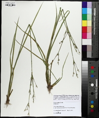 Juncus validus image