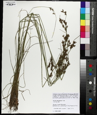 Juncus dichotomus image