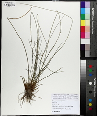 Juncus coriaceus image