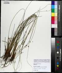 Juncus coriaceus image