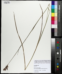 Juncus biflorus image