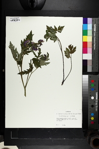 Phacelia bipinnatifida image