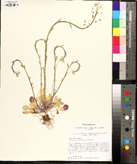Mummenhoffia alliacea image