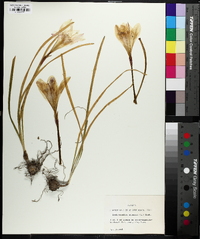 Zephyranthes atamasca image