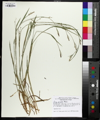 Carex striatula image