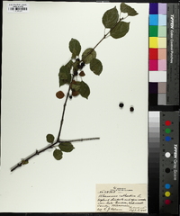 Rhamnus cathartica image