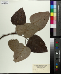 Populus heterophylla image