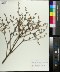 Eriogonum harperi image