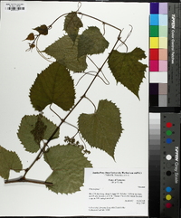 Vitis vulpina image